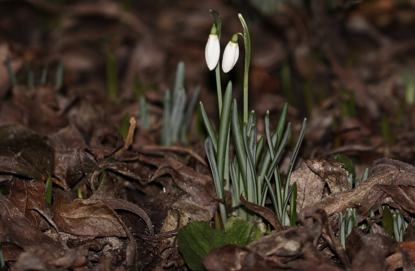 der Frühling klopft an...