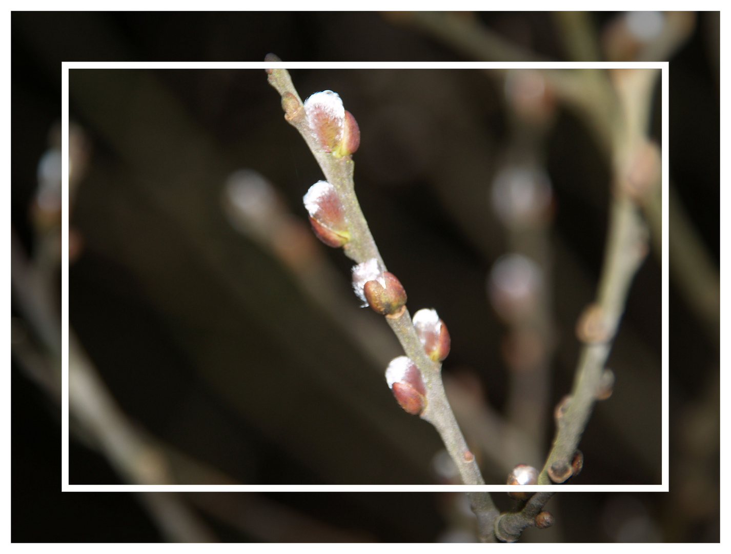 Der Frühling klopft an