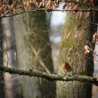 Der Frühling klopft an