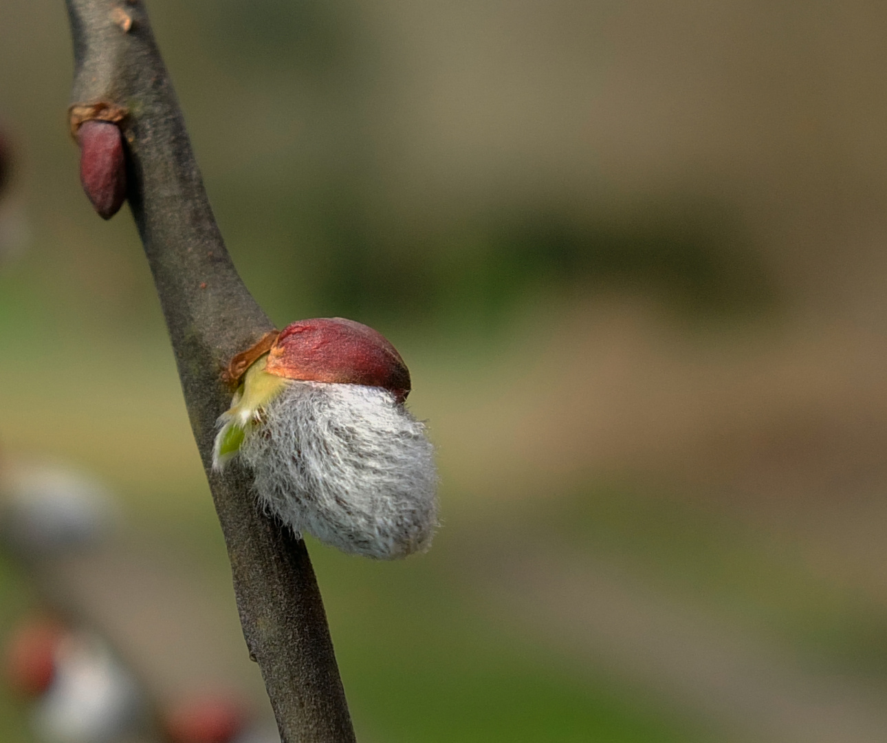 Der Frühling klopft an, ich kann ihn sehen und hören