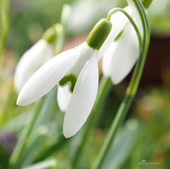 Der Frühling klopft leise an