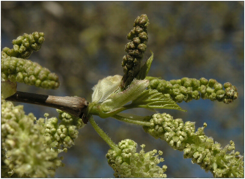 Der Frühling knospelt .....:-))