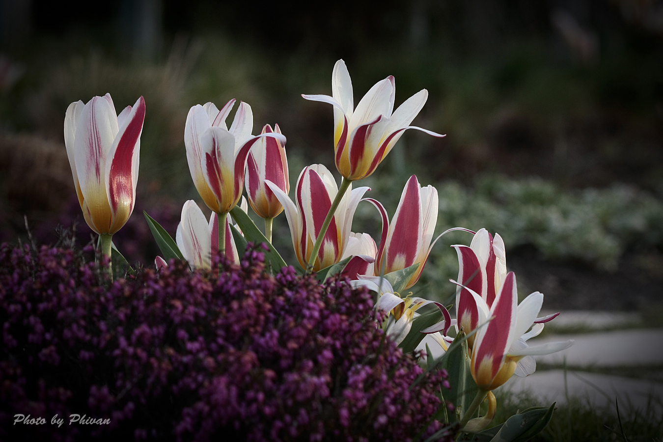 Der Frühling kommt 02