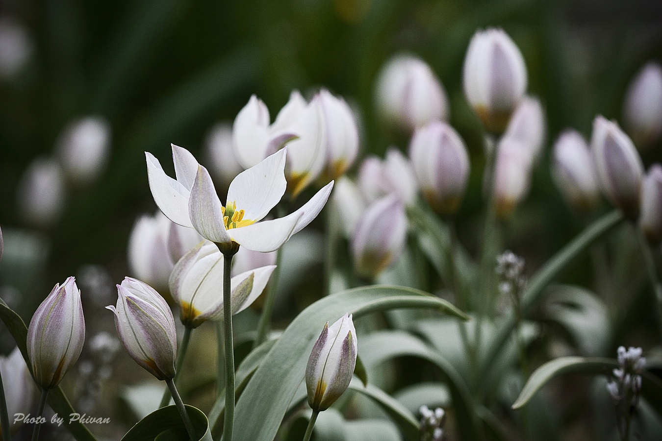 Der Frühling kommt 03