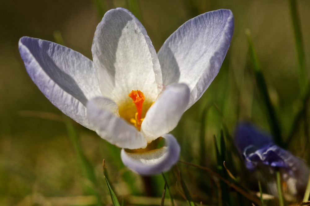 Der Frühling kommt...