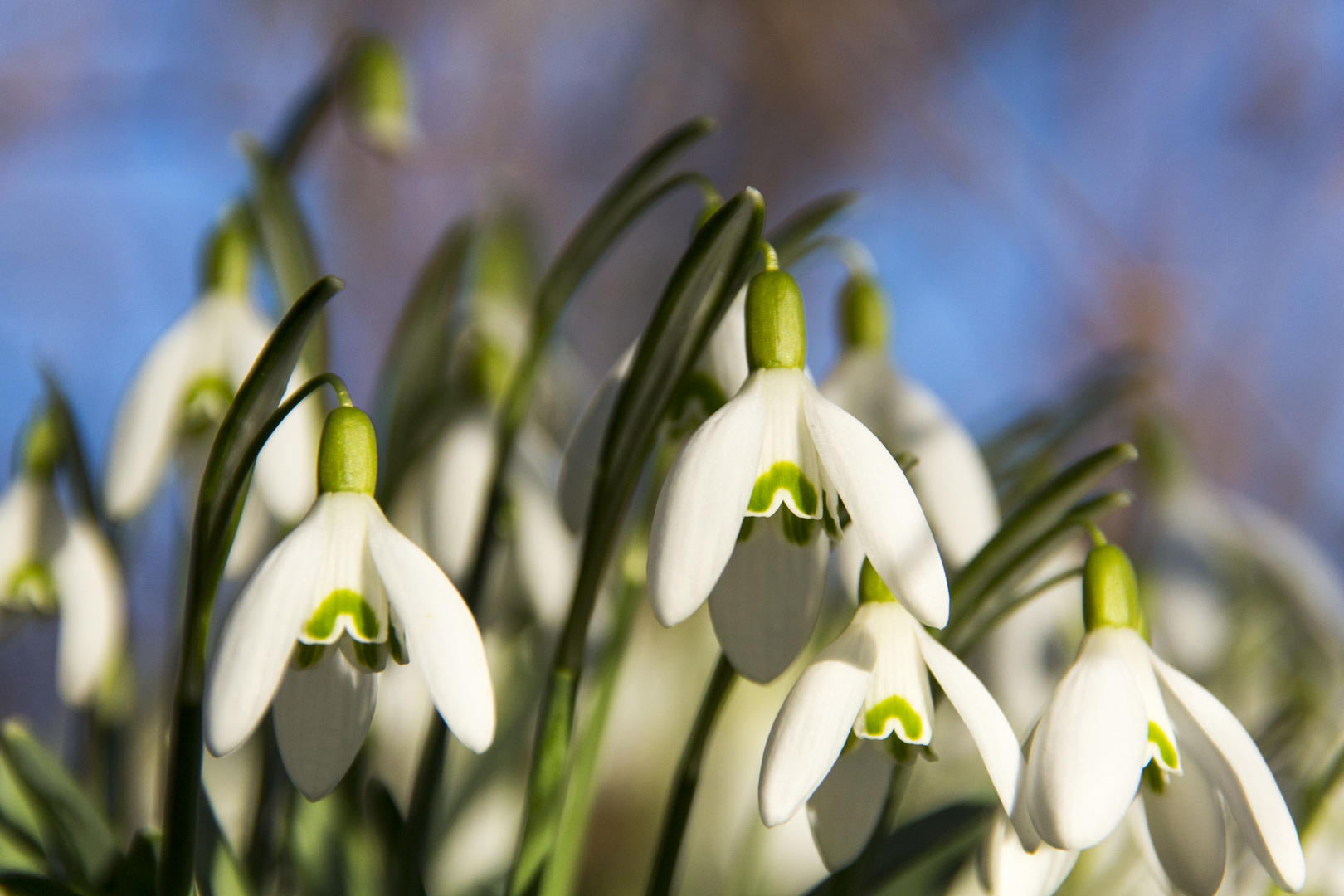 Der Frühling kommt !?!