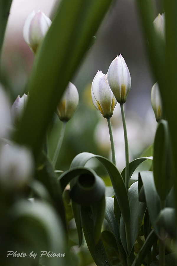 Der Frühling kommt 05