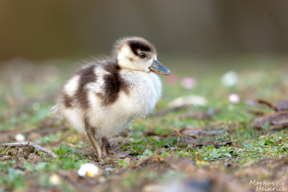 Der Frühling kommt !