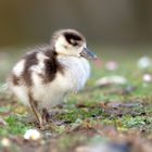 Der Frühling kommt !