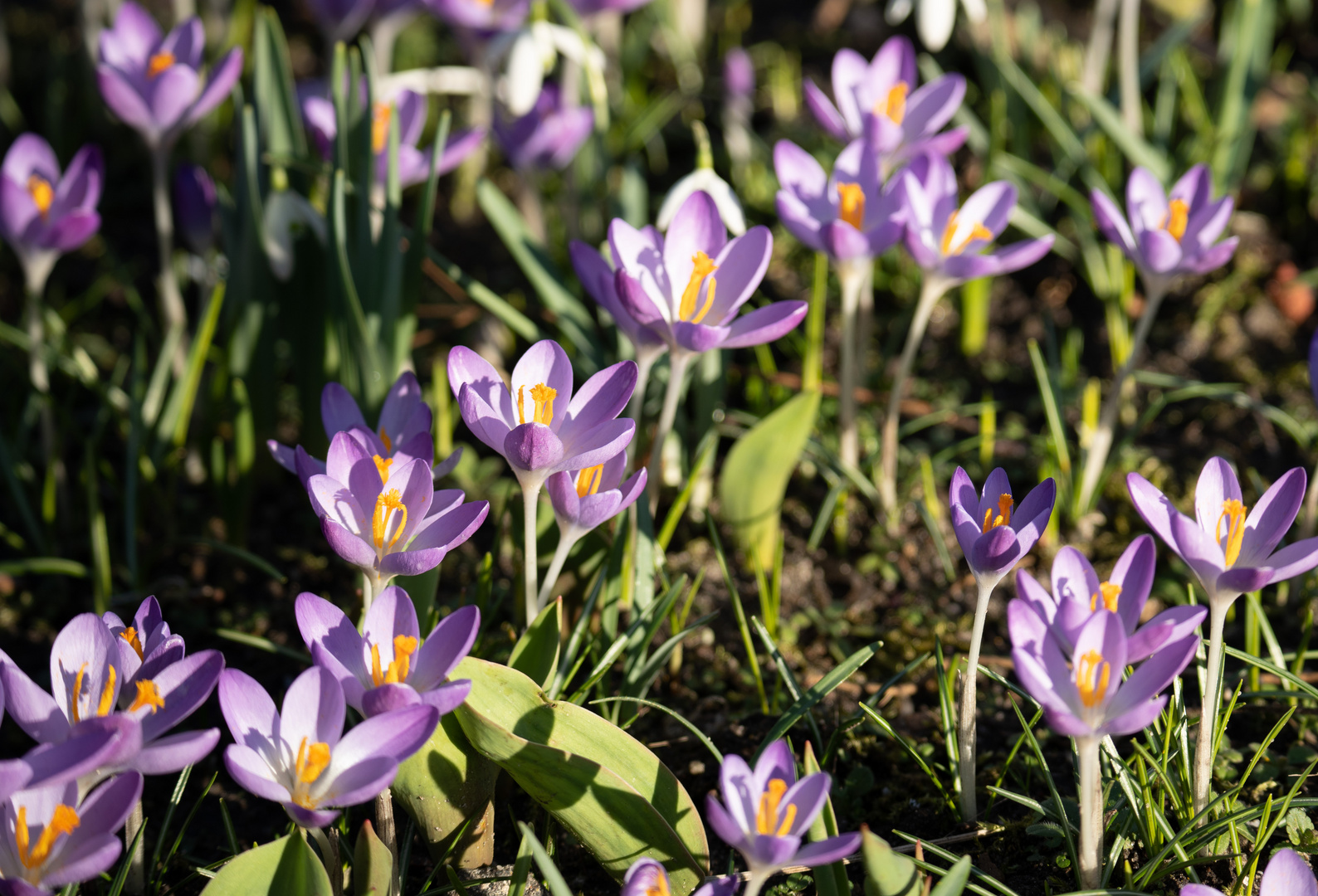 der Frühling kommt