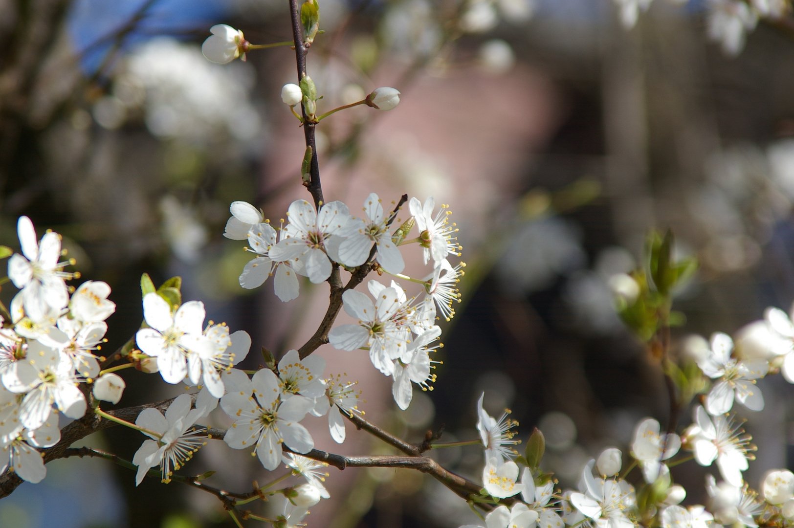 der Frühling kommt...