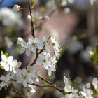 der Frühling kommt...