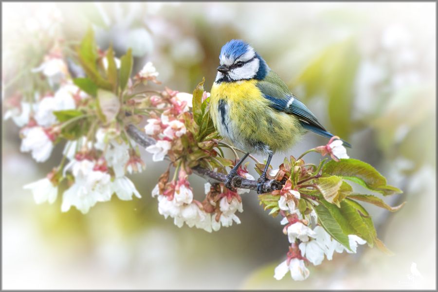 Der Frühling kommt!