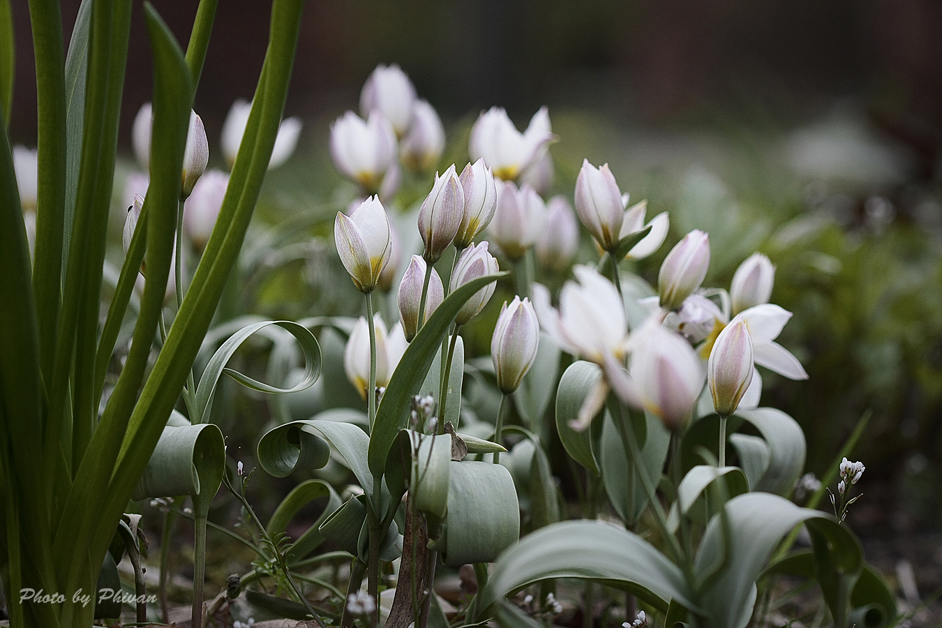 Der Frühling kommt 08