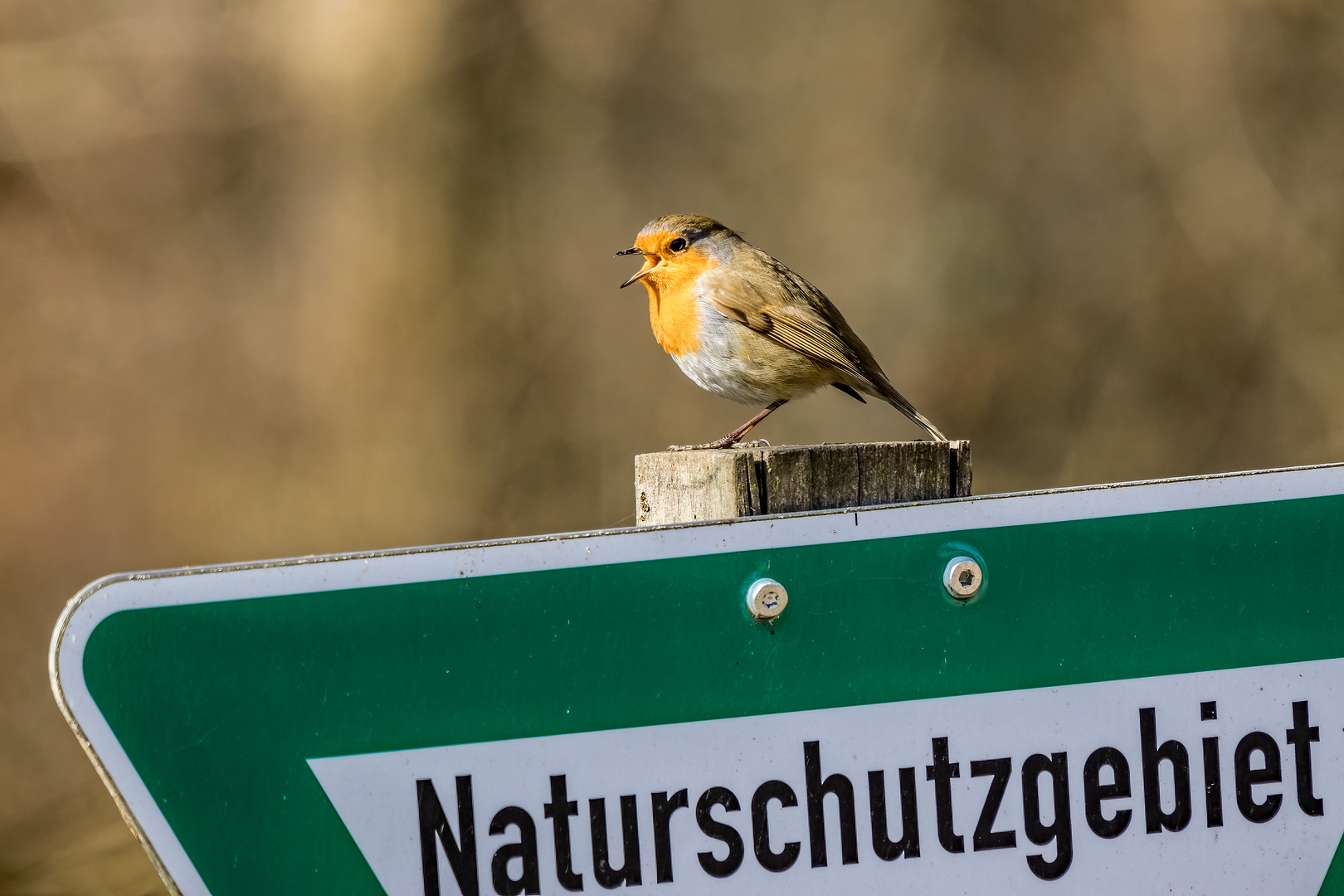 Der Frühling kommt