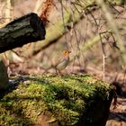 der Frühling kommt