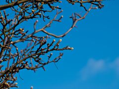 Der Frühling kommt !