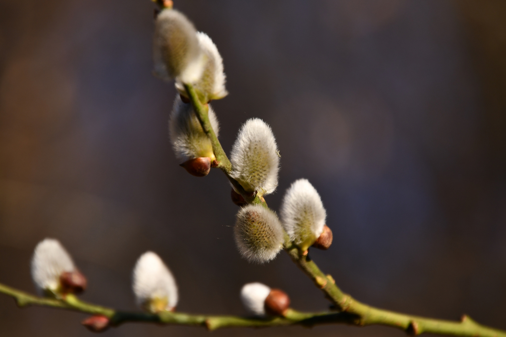 Der Frühling kommt