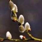 Der Frühling kommt