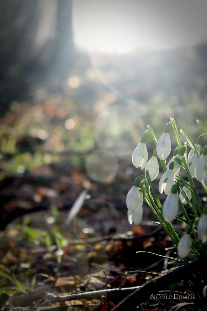 Der Frühling kommt