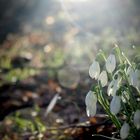 Der Frühling kommt