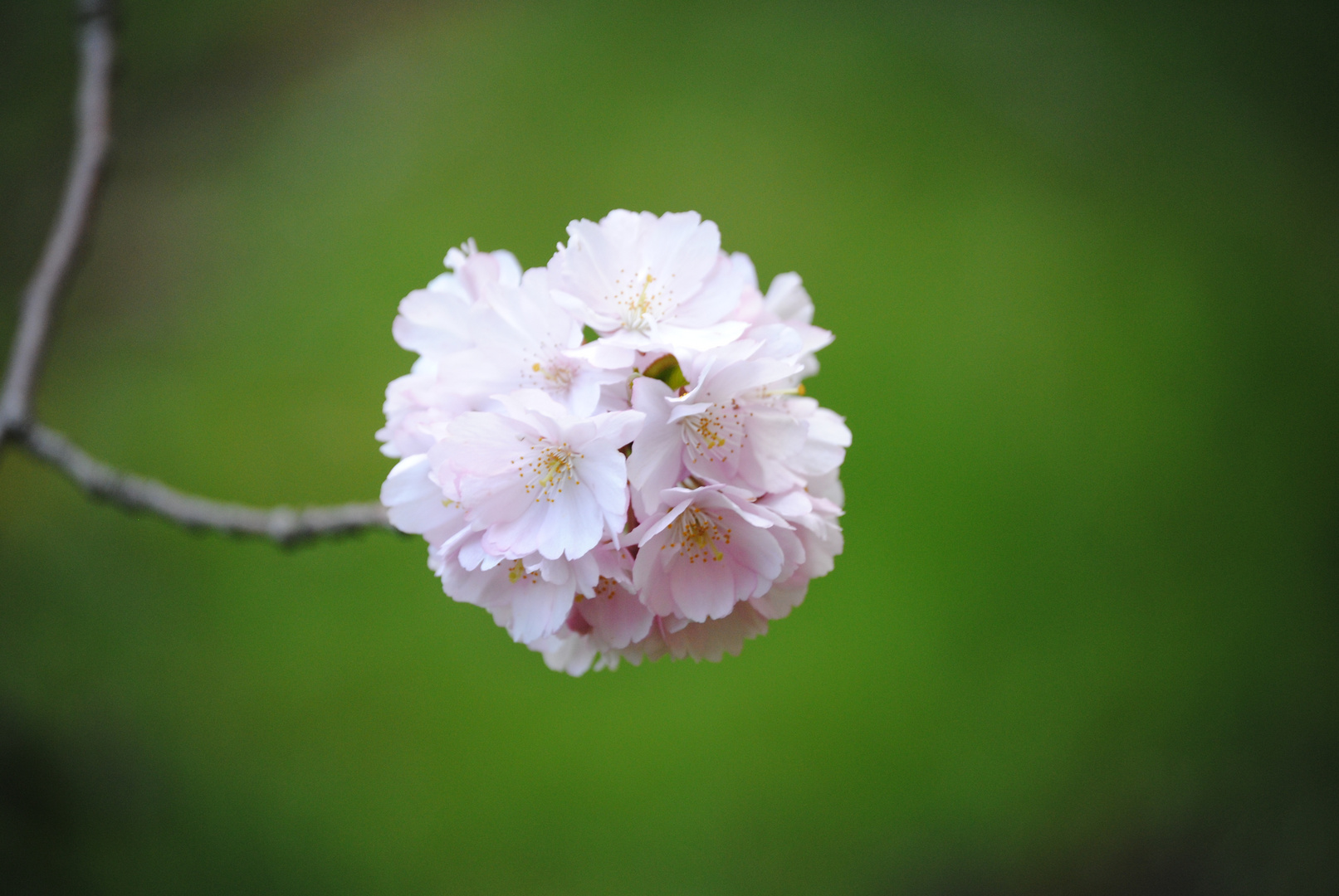 Der Frühling kommt