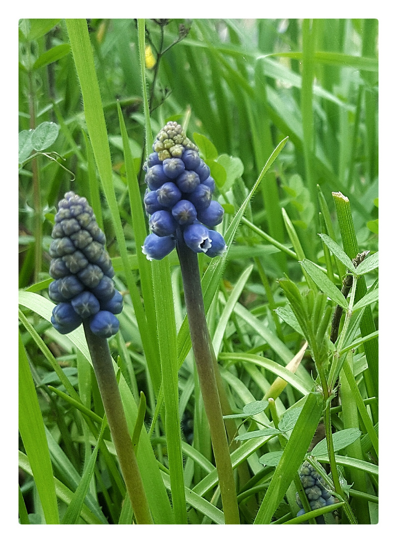 Der Frühling kommt....