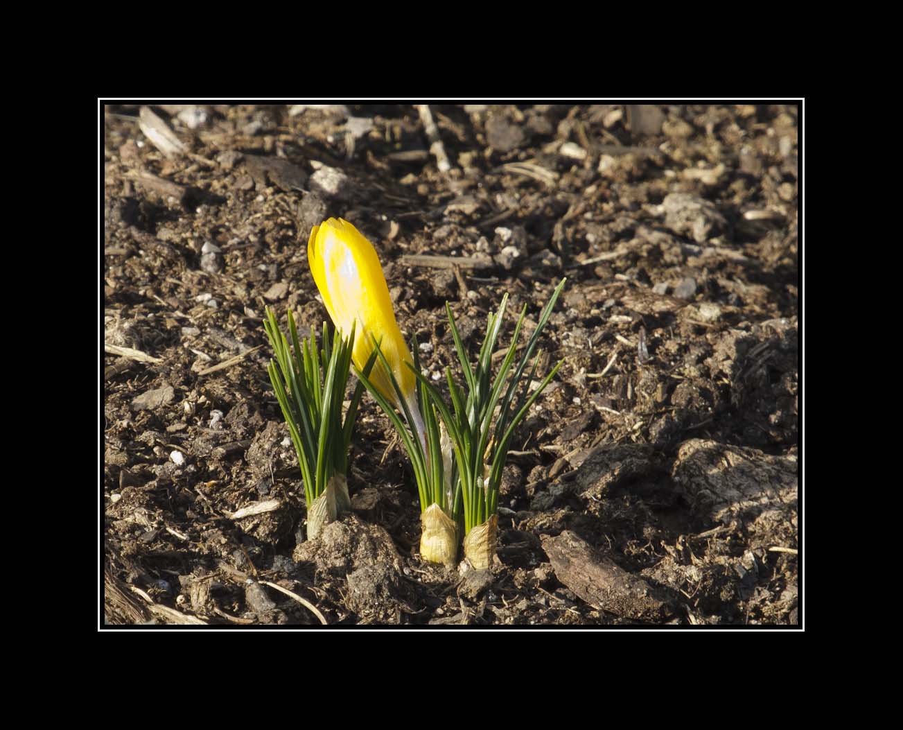 ... der Frühling kommt ...