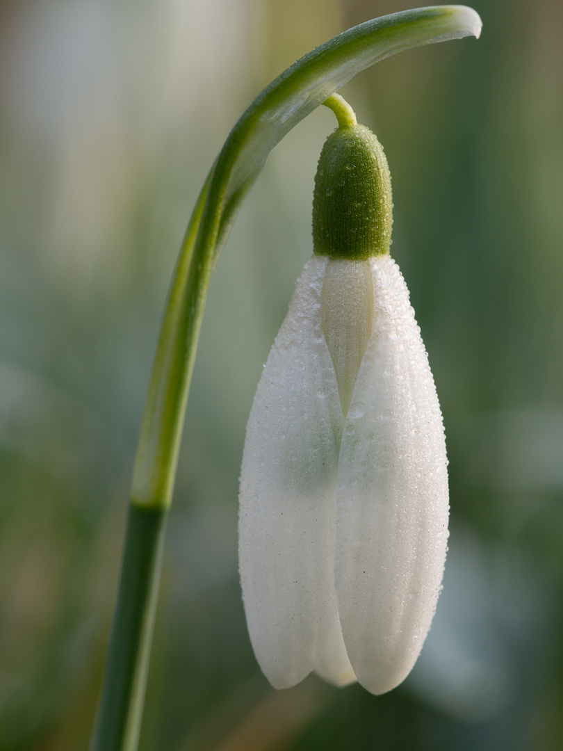 Der Frühling kommt