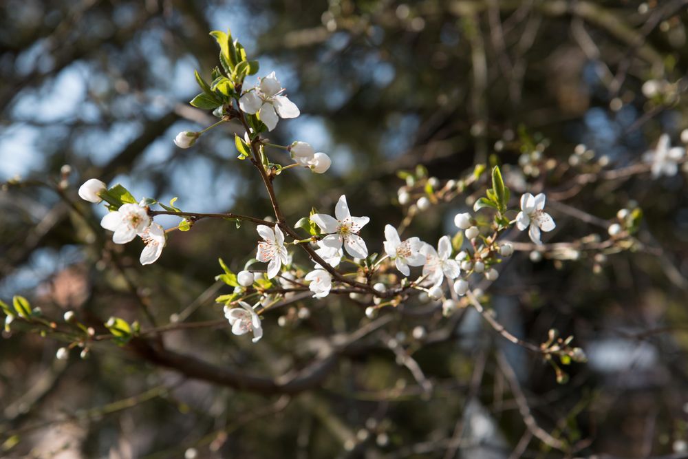 Der Frühling kommt ..... / 1