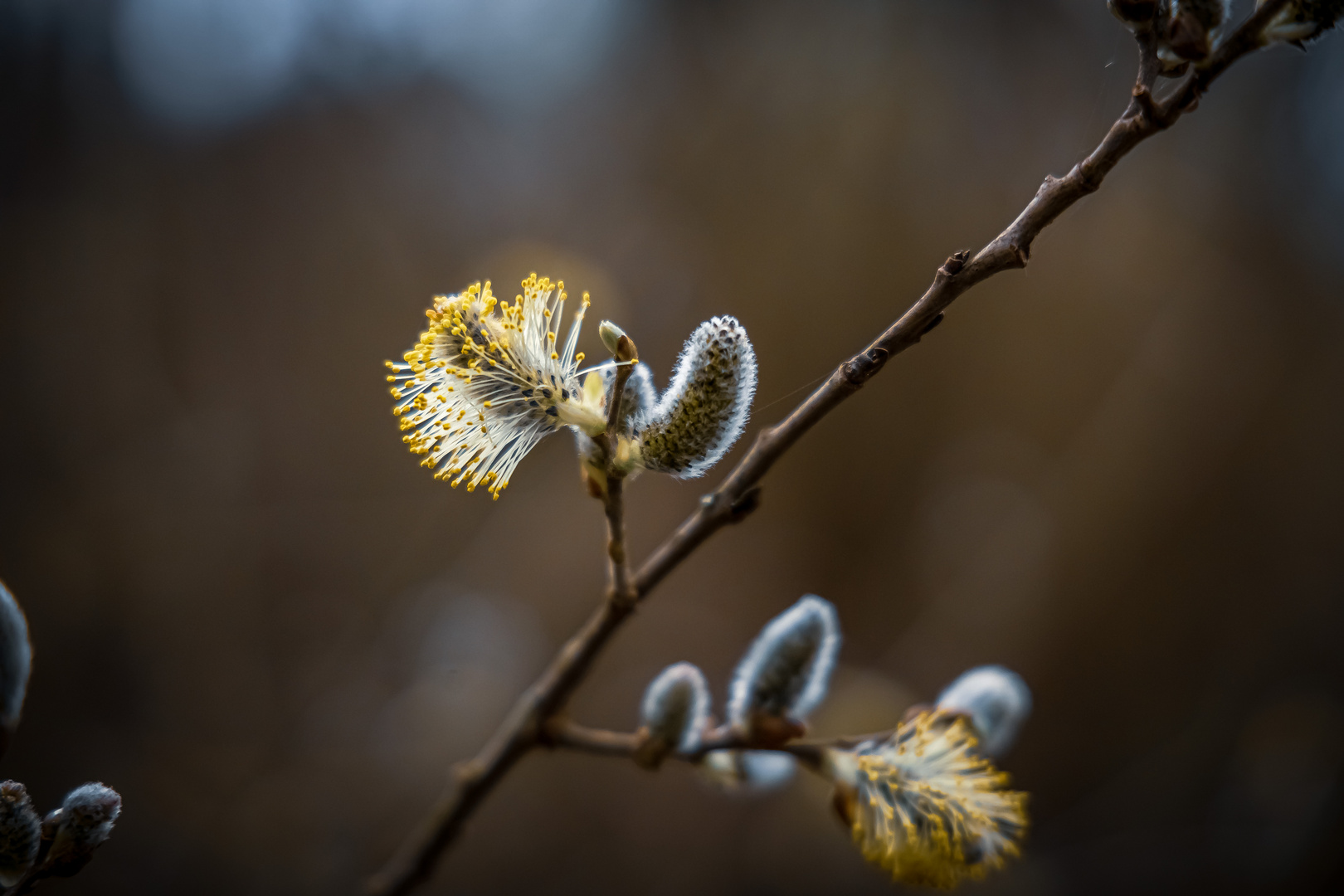 Der Frühling kommt (1)