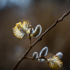 Der Frühling kommt (1)