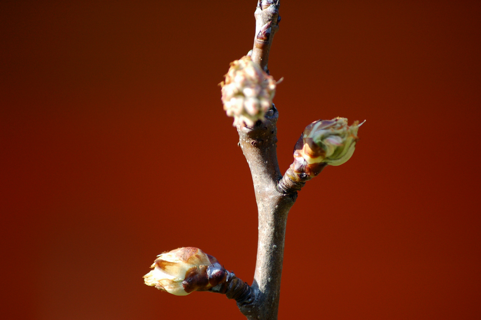 Der Frühling kommt 1