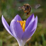 Der Frühling kommt! 1