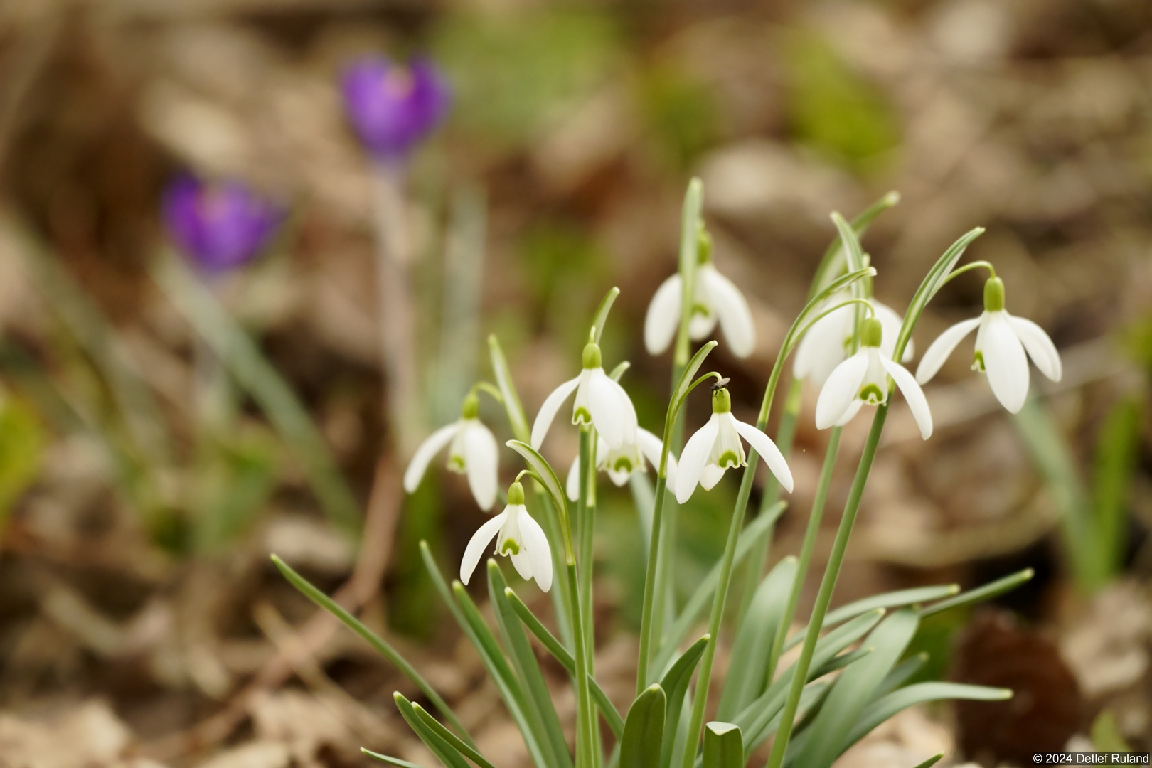 Der Frühling kommt # 10