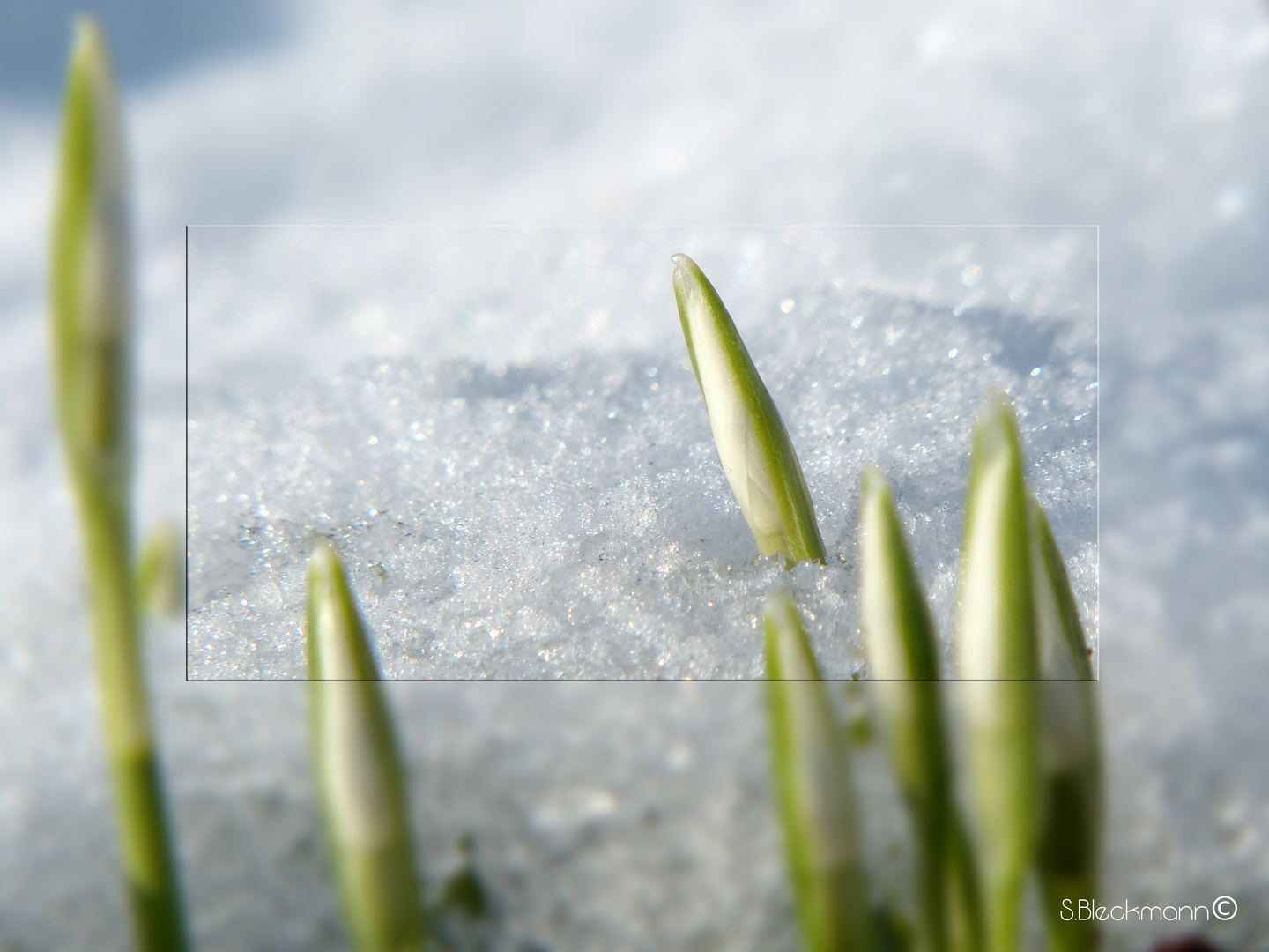 Der Frühling kommt!