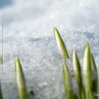 Der Frühling kommt!