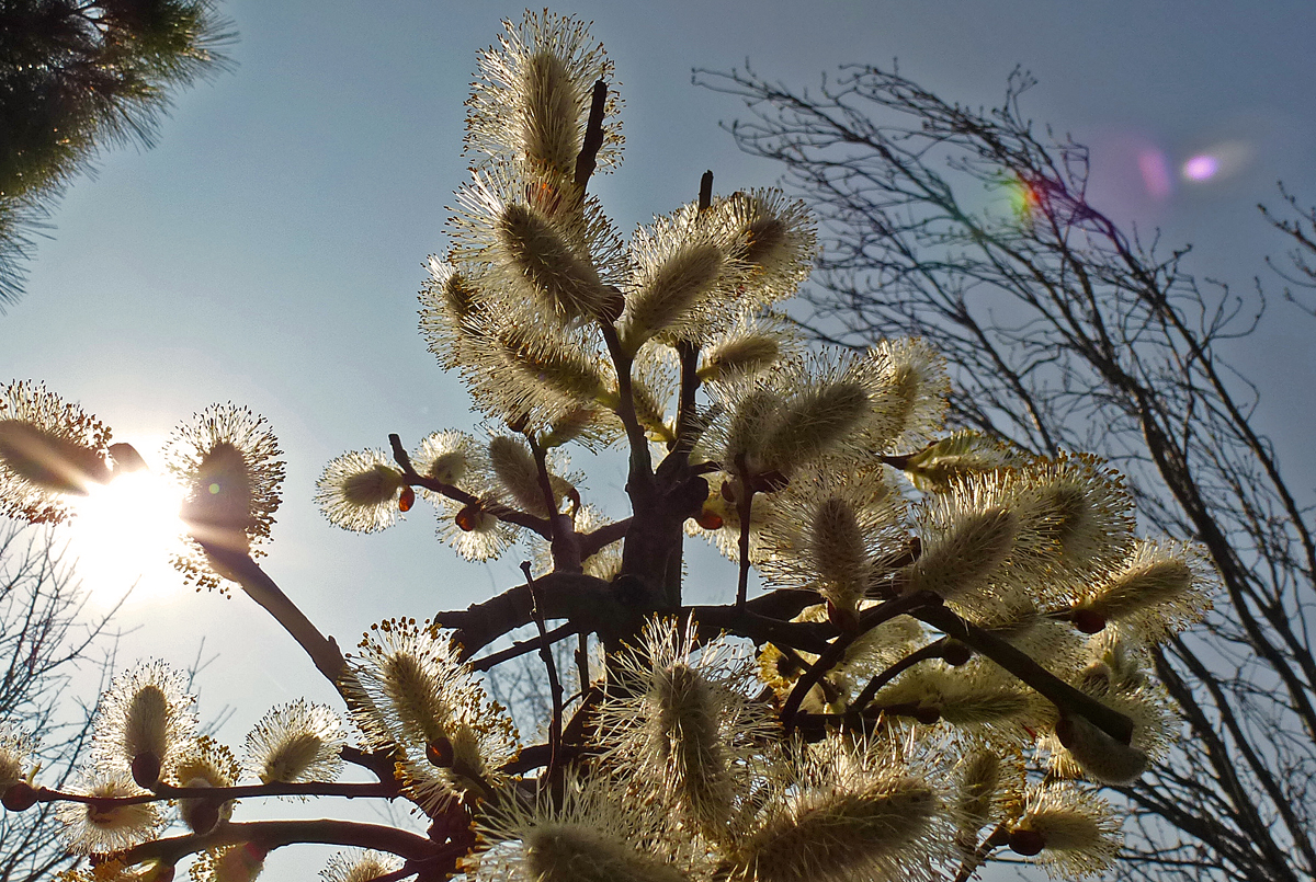 ..der Frühling kommt