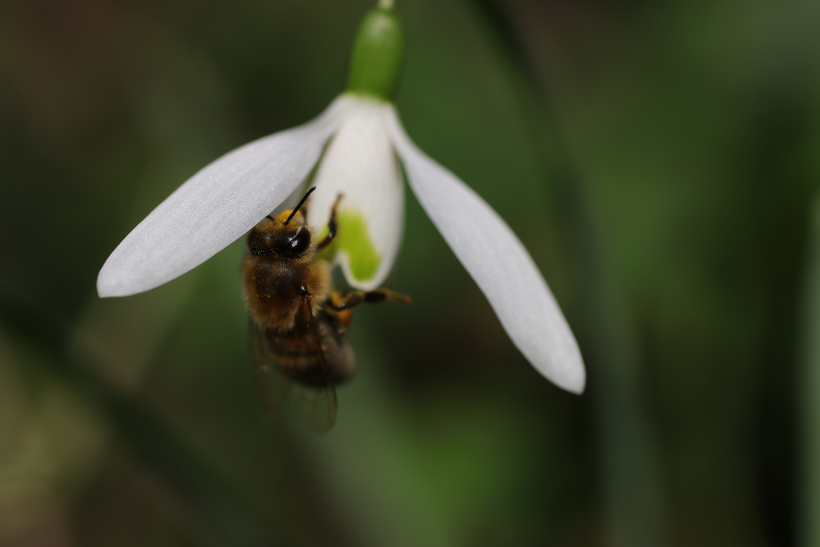 Der Frühling kommt...