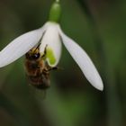 Der Frühling kommt...