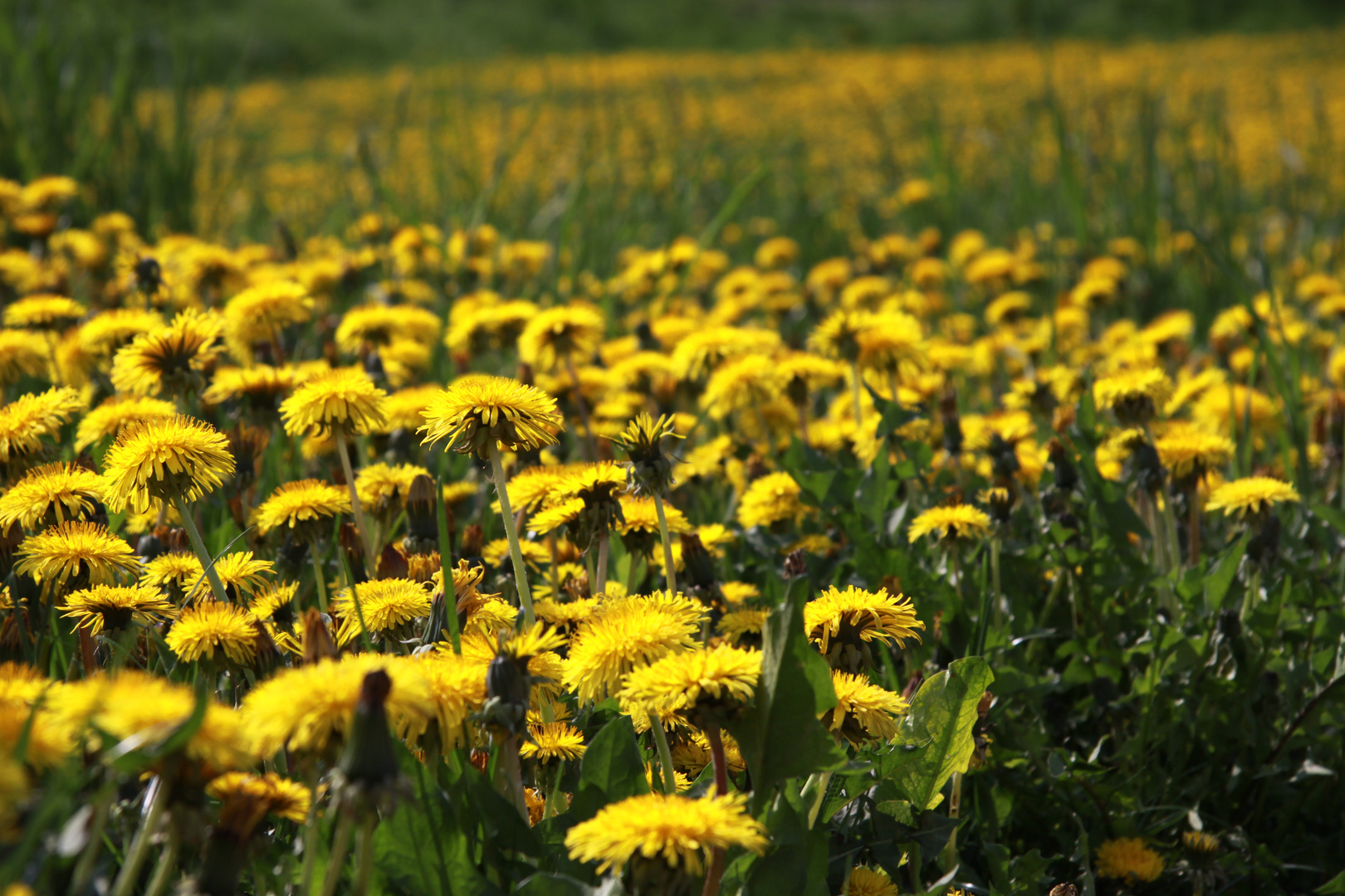 Der Frühling kommt!