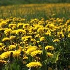 Der Frühling kommt!