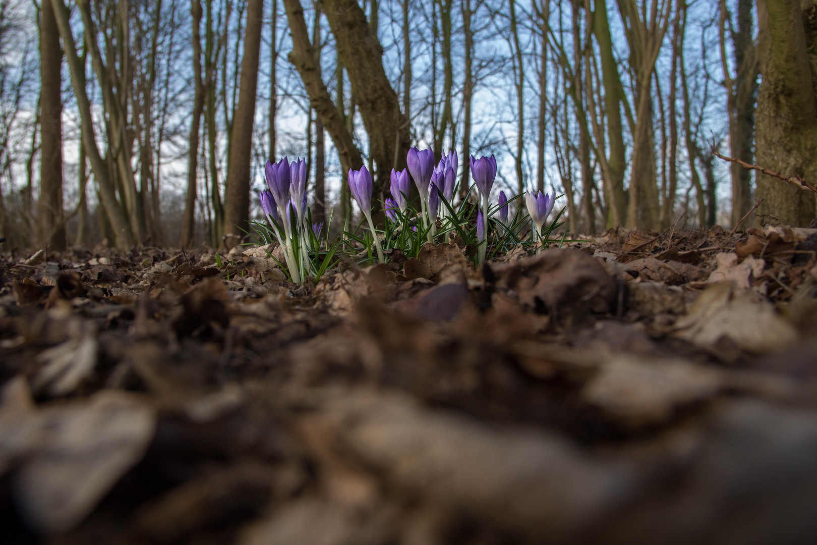 der frühling kommt?