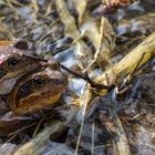 Der Frühling kommt!