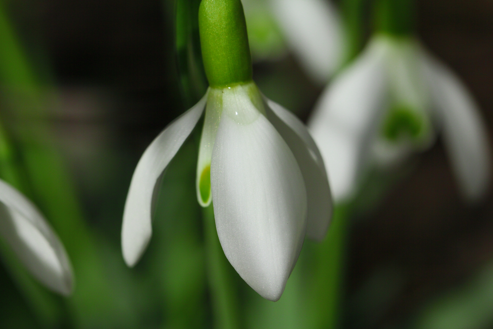 Der Frühling kommt