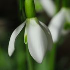 Der Frühling kommt