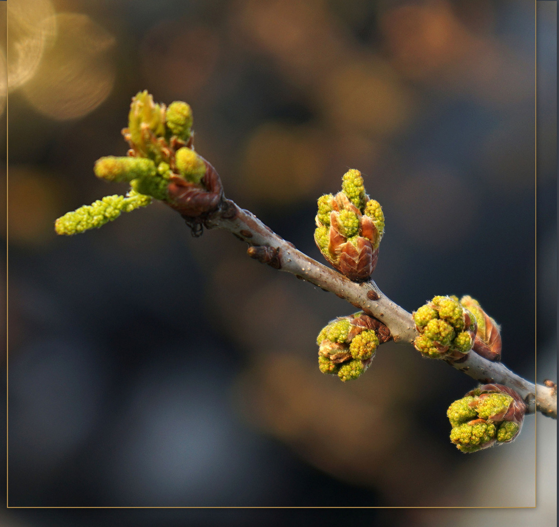 Der Frühling kommt ...