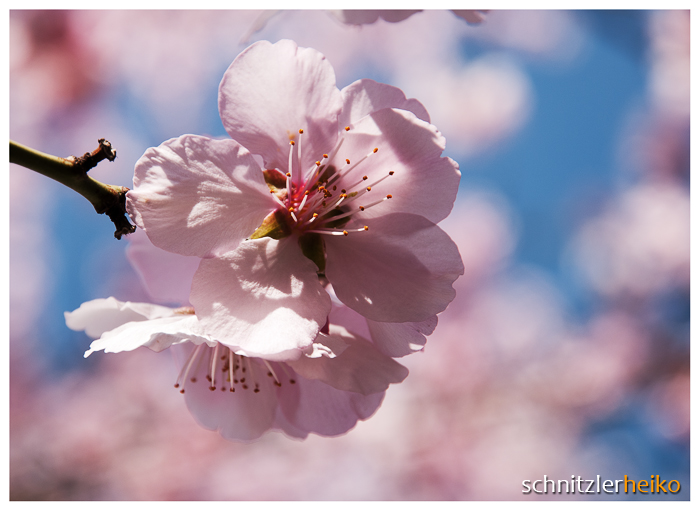 - der Frühling kommt -