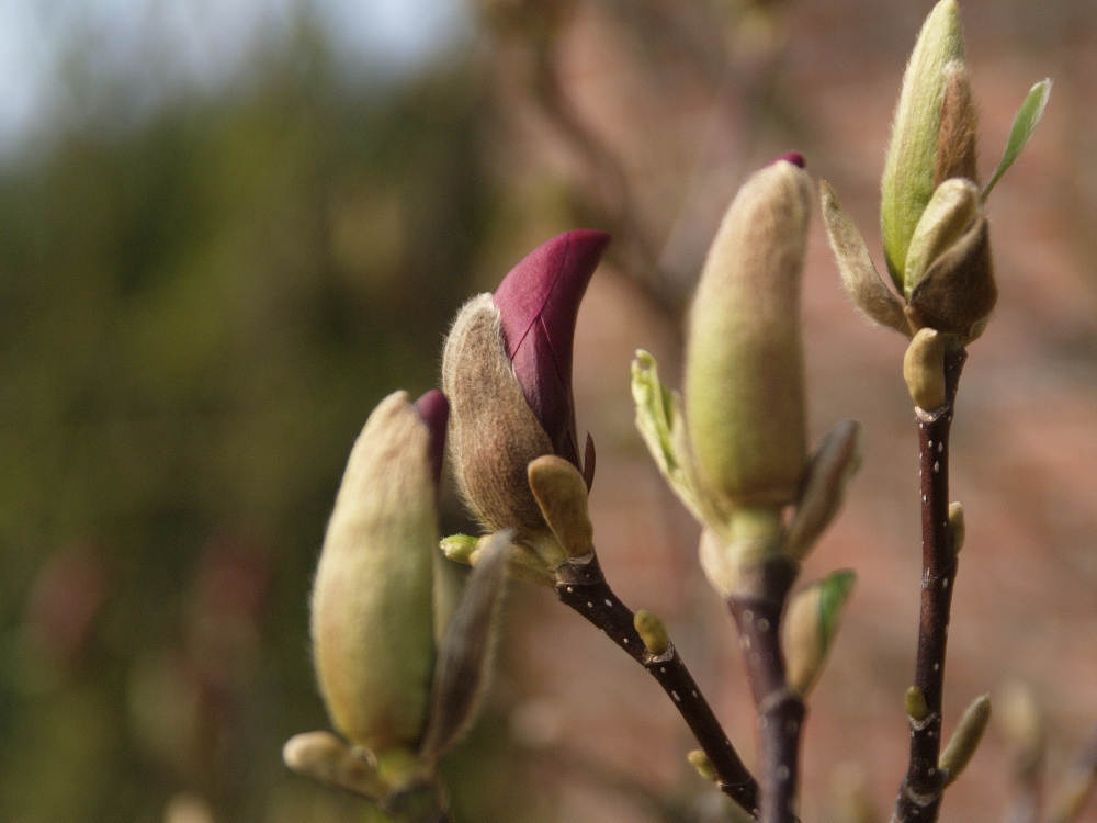 Der Frühling kommt