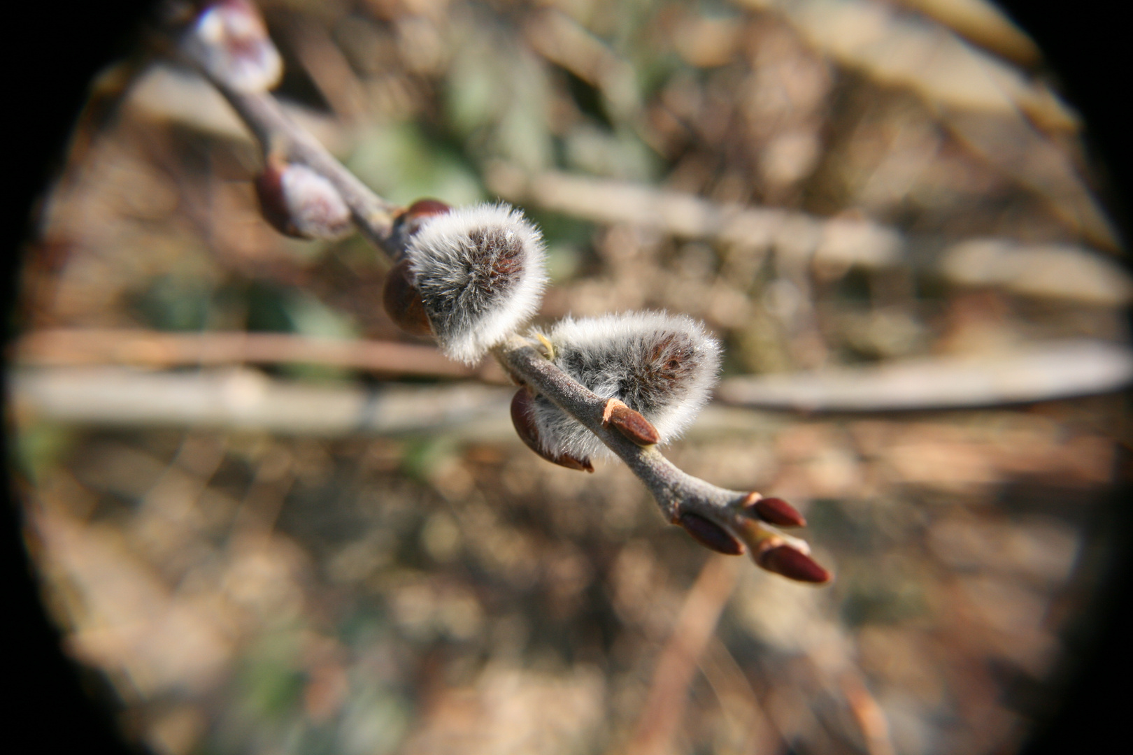 Der Frühling kommt